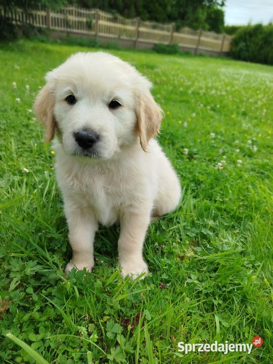 Golden retriever szczeniaki