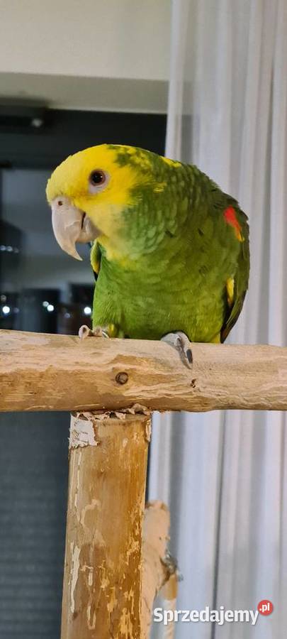 Amazonka Oratrix żółtogardła Marki