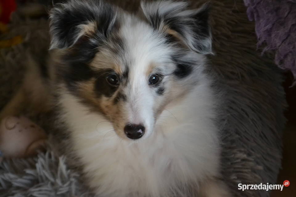 Owczarek Szetlandzki szkoleniowca