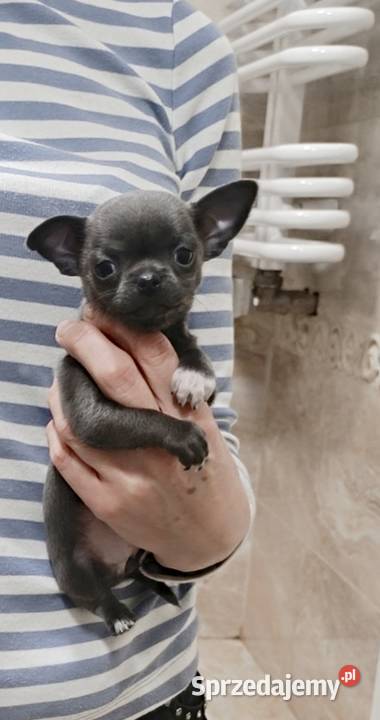 Chihuahua niebieska suczka