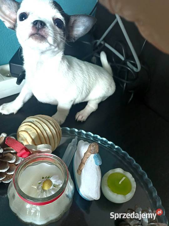 Biała Zjawiskowa Dziewczynka Chihuahua Psy łódzkie Zgierz