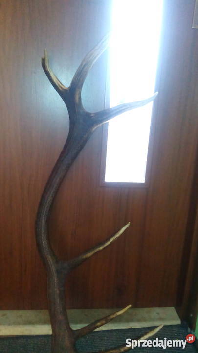 Tegoroczne poroże jelenia 14stak Para sprzedam