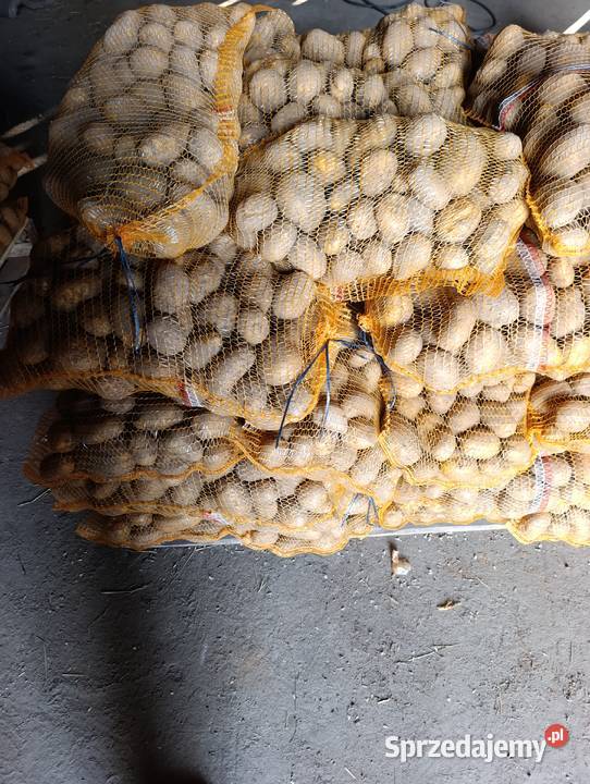 Ziemniaki jadalne lila Rośliny okopowe Kowal