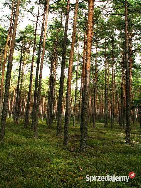 Las sosnowy 50 letni gmina Skrwilno 1 ha Kujawsko-Pomorskie