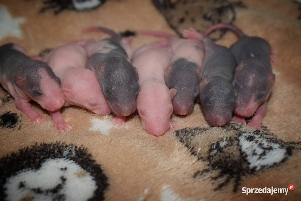 Szczurki szczur szczury fuzz dolnośląskie Wrocław
