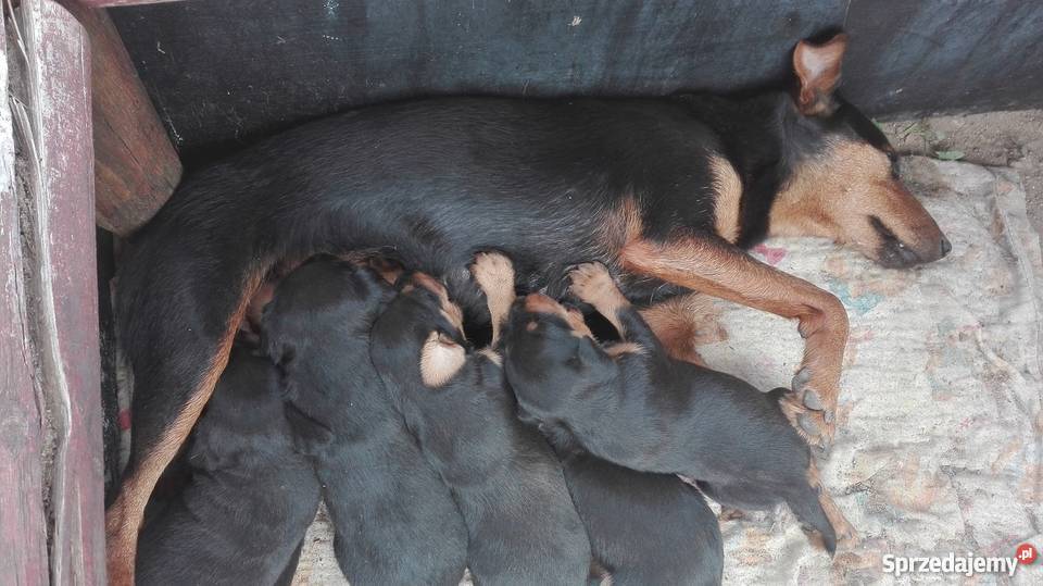 Jagterier Terier Niemiecki terrier Psy wielkopolskie Okonek sprzedam