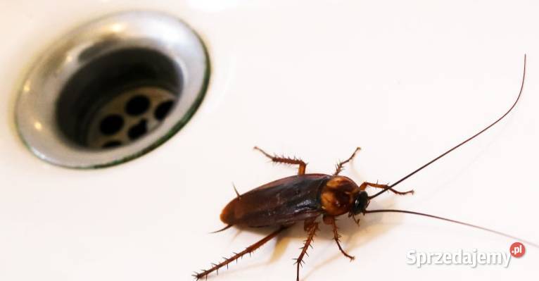 Dezynsekcja Fumigacja Włocławek