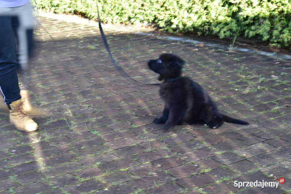 Owczarek Niemiecki Krótkowłosy śląskie Bielsko-Biała