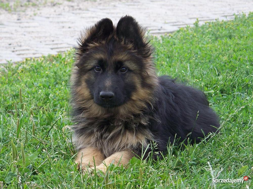 Owczarek Niemiecki Długowłosy szczenieta imbredo Michorzewko