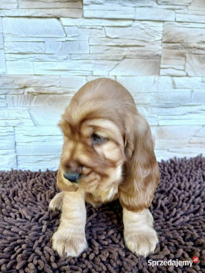 Śliczne Szczenięta Cocker Spaniel Angielski Sieradz