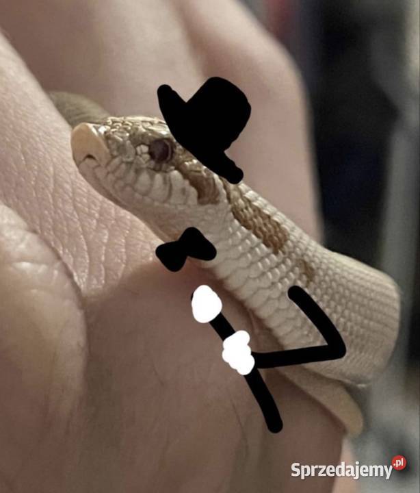 Wąż Heterodon nasicus Toffee Superconda Samica Gady i płazy Gdańsk