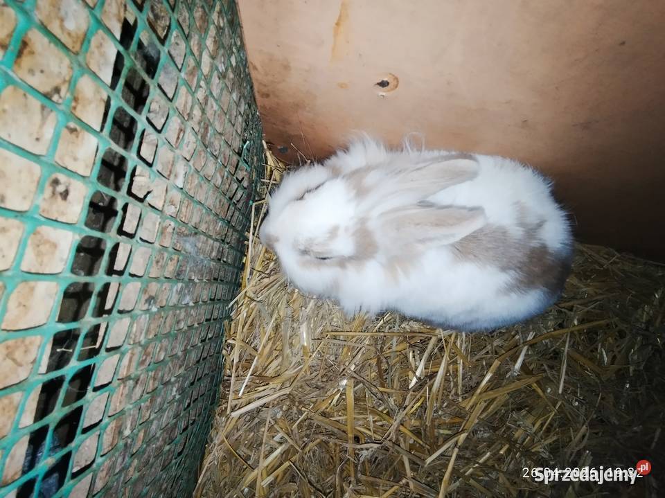 Królik samica miniaturka Króliki Rolnictwo Żnin