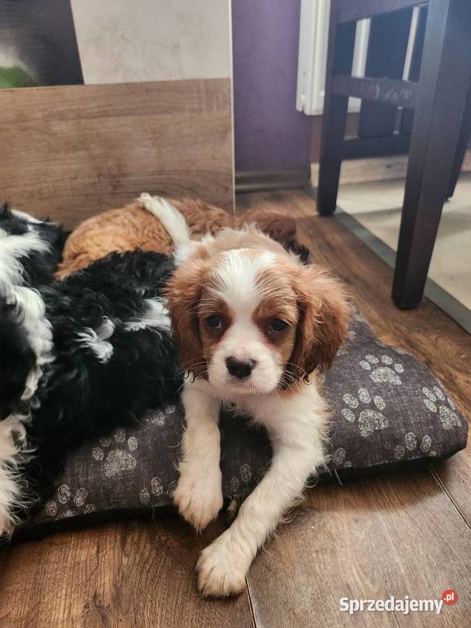 Cavalier king chals spaniel Wolica