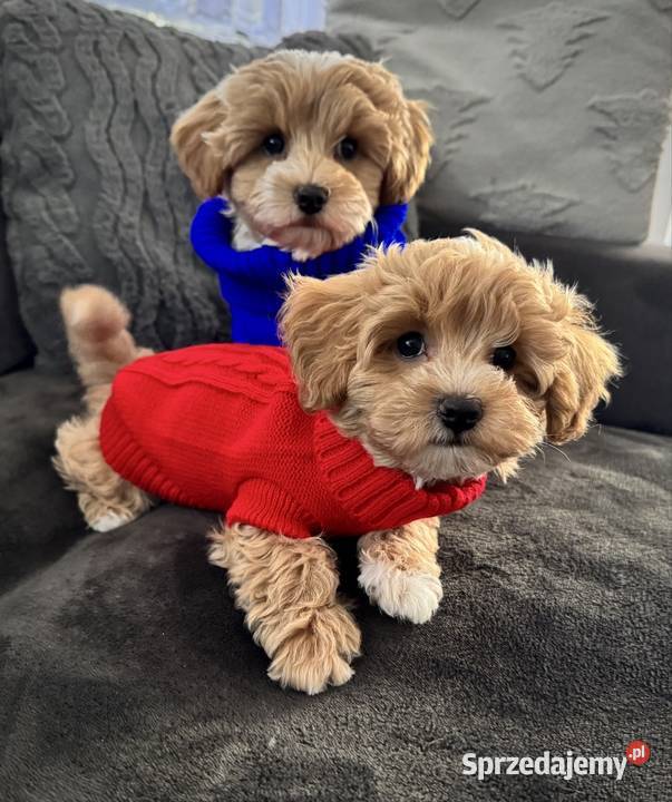 Maltipoo ciemny chłopiec gotowe do odbioru Wadowice