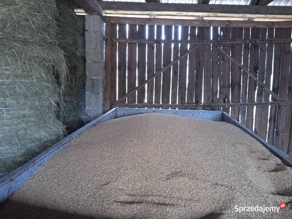 Kukurydza pszenica pszenżyto owies żyto podkarpackie Mechowiec