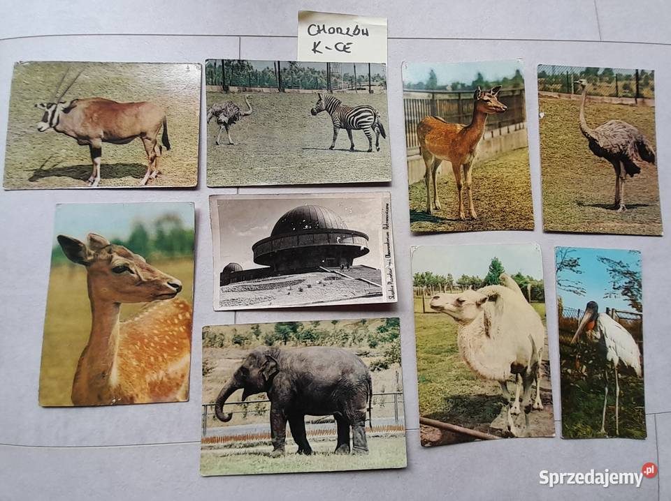 Stare pocztówki kartki pocztowe Chorzów Zoo Dąbrowa Górnicza