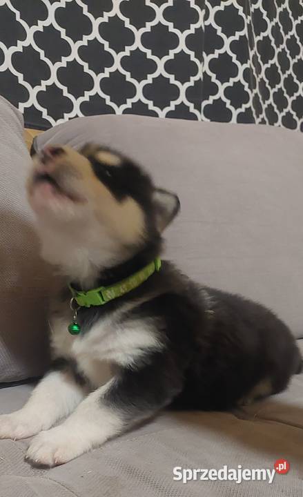 Alaskan Malamute piesszczeniak podkarpackie Przemyśl