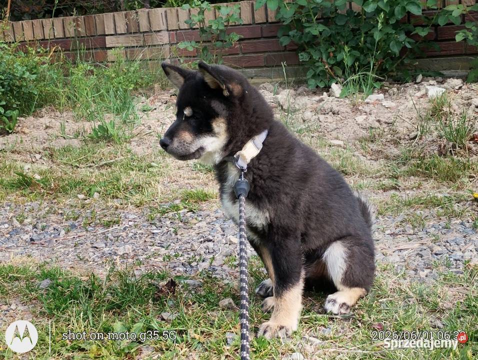 SHIBA INU Nowy miot przyjmujemy zamówienia Bychawka Trzecia