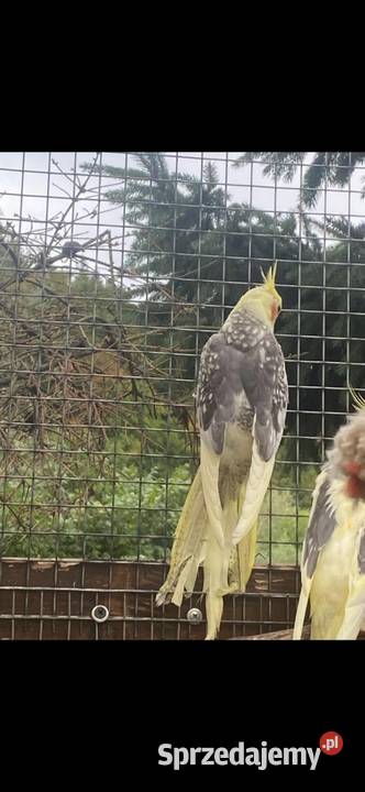 Papugi nlfaliste Ptaki sprzedam
