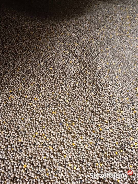 Łubin wąskolistny sprzedam