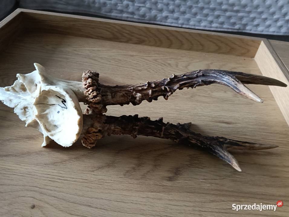 Rogacz silny medalowy Olsztyn