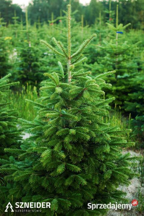 Jodła kaukaska CHOINKI 80300 Stała NISKA I klasa Osieczna