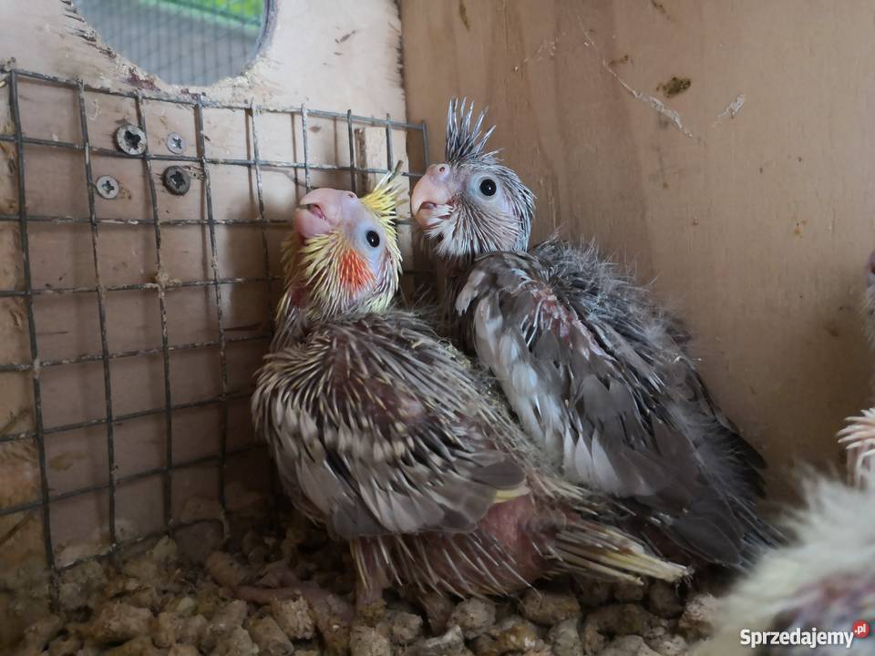 Młode papugi nimfy z 2018r Zielona Góra sprzedam