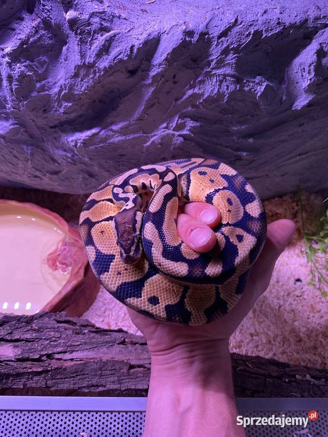 Pyton ivory małopolskie Kraków sprzedam