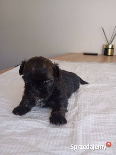 Shih tzu szczeniaki Shih Tzu śląskie Żory sprzedam