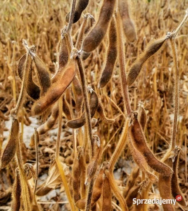 Soja obelix Krasnystaw