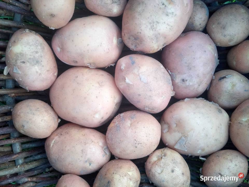 Sadzeniaki bellarosa Jastrzębska Wola sprzedam