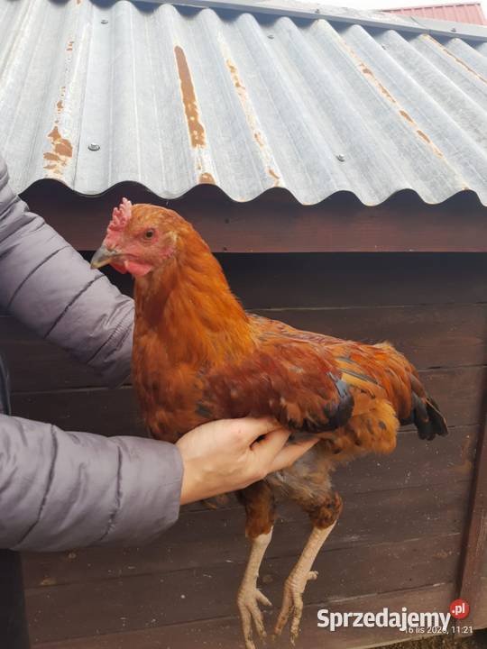 Kogut z 01082025 Czaszyn