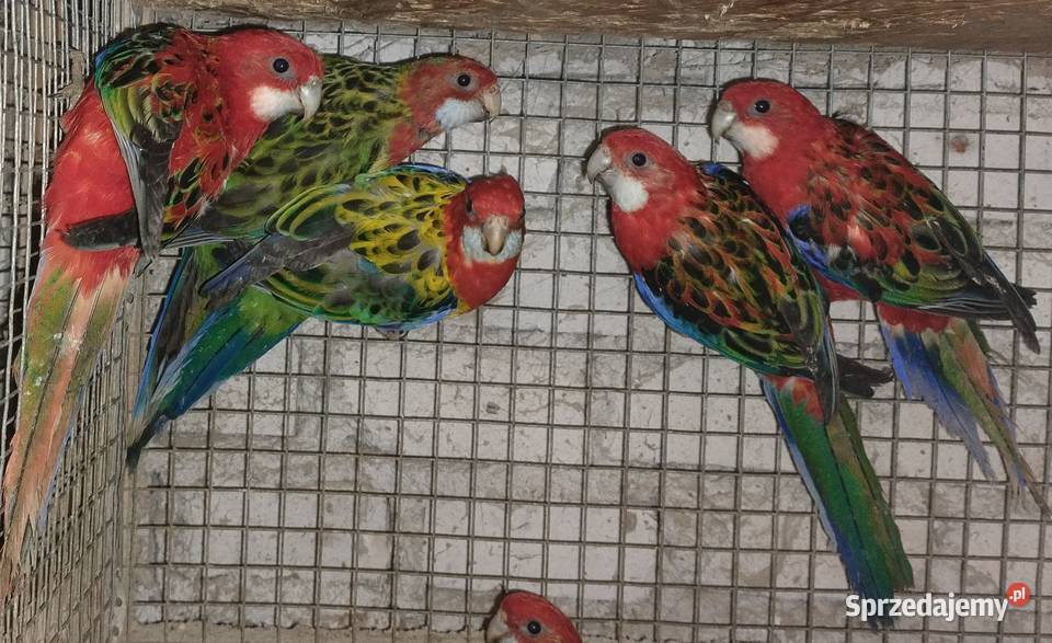 Papugi rozelle białolice śląskie
