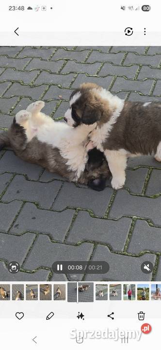 Moskiewski Pies Stróżujący Nie Bernardyn Nie Zakrzyn