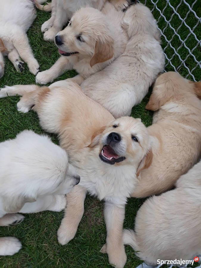 GOLDEN RETRIEVER Rodowódczip Rudniki