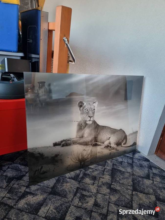Szklany obraz lwicy 100x 70 podkarpackie Harklowa