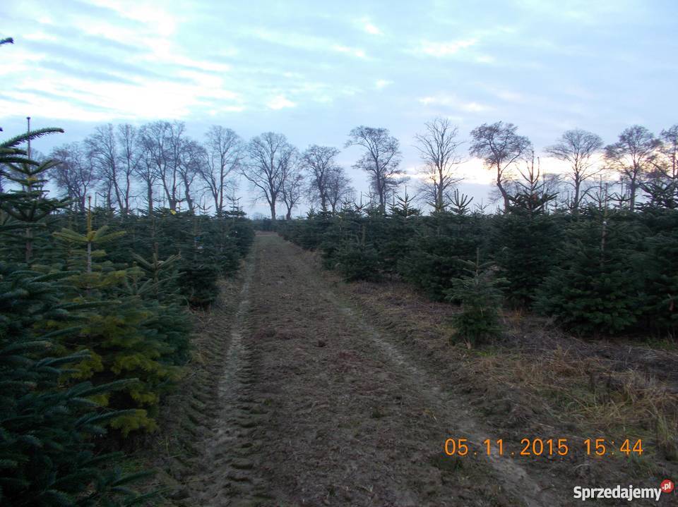 CHOINKI JODŁA KAUKASKA sprzedam