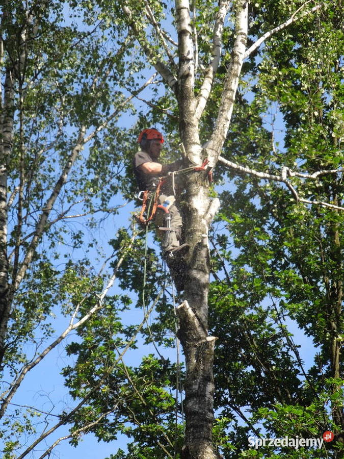 Przycinanie drzew pielęgnacja drzew wycinka Warszawa