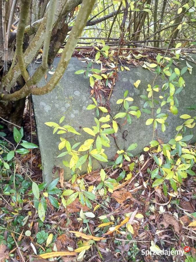 Dreny 15050 Piotrków Trybunalski