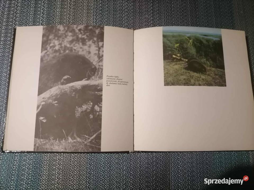 Tropem Bobra Poradniki, albumy i reportaże Wałbrzych sprzedam