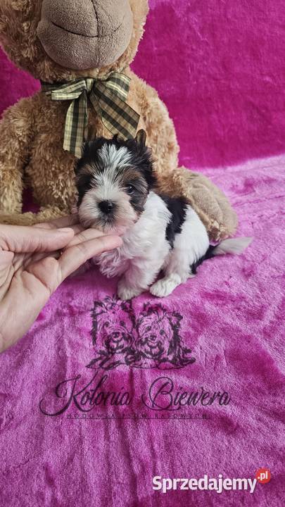 Yorkshire Terrier Biewer sunia PASZPORT