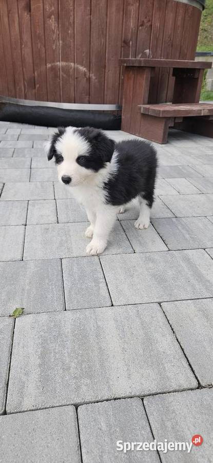 Szczeniaki BorderCollie małopolskie