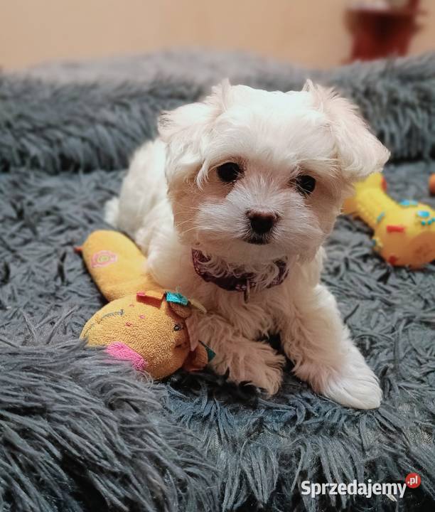 Maltańczykśliczna malutka sunia Maltańczyk mazowieckie Warszawa