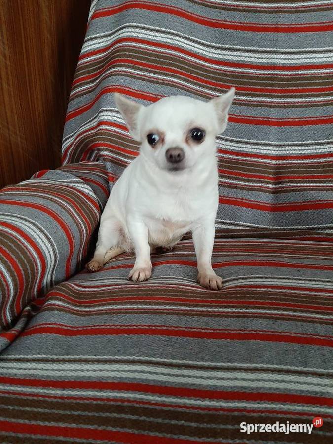 Dorosła suczka Chihuahua lubelskie Lublin
