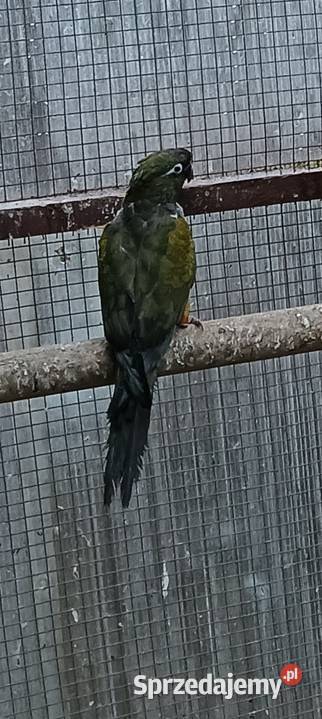 Sprzedam papugi Leszno