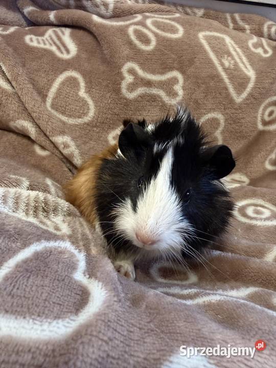 świnka morska cavia domowa SAMIEC małopolskie Koszyce Wielkie sprzedam
