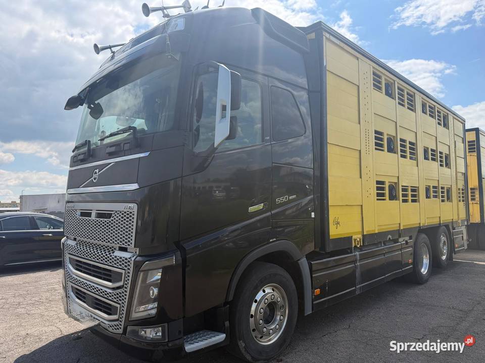 Auto do przewozu bydła żywca zwierząt Volvo FH16 Volvo Nowa Ruda