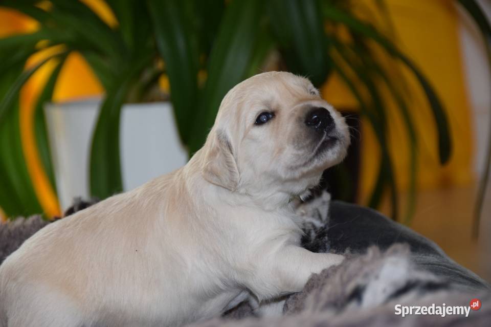 Szczenięta golden retriever ZKWP FCI Golden Retriever Łochów