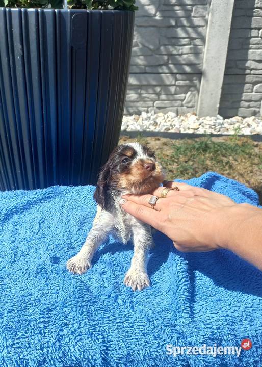 Cocker Spaniel Angielski Piesek Jutrosin