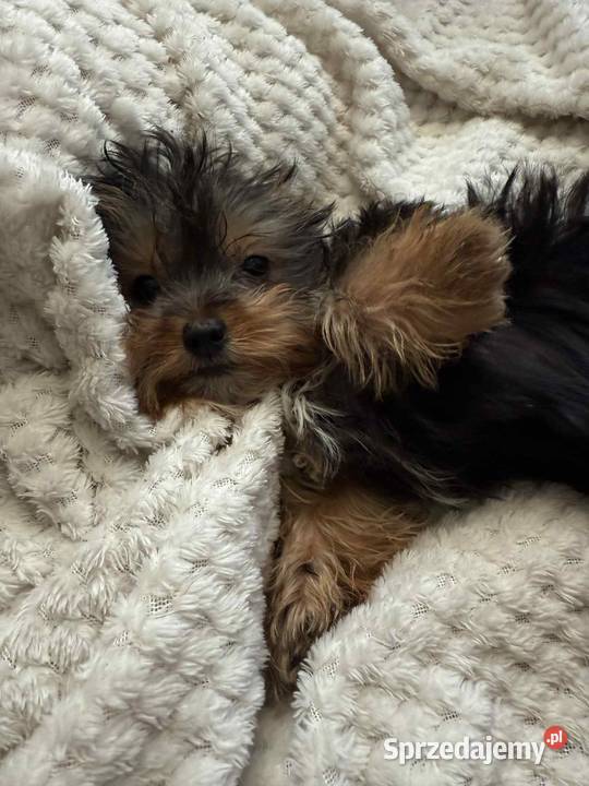 Yorkshire terrier chlopiec kujawsko-pomorskie Mogilno sprzedam
